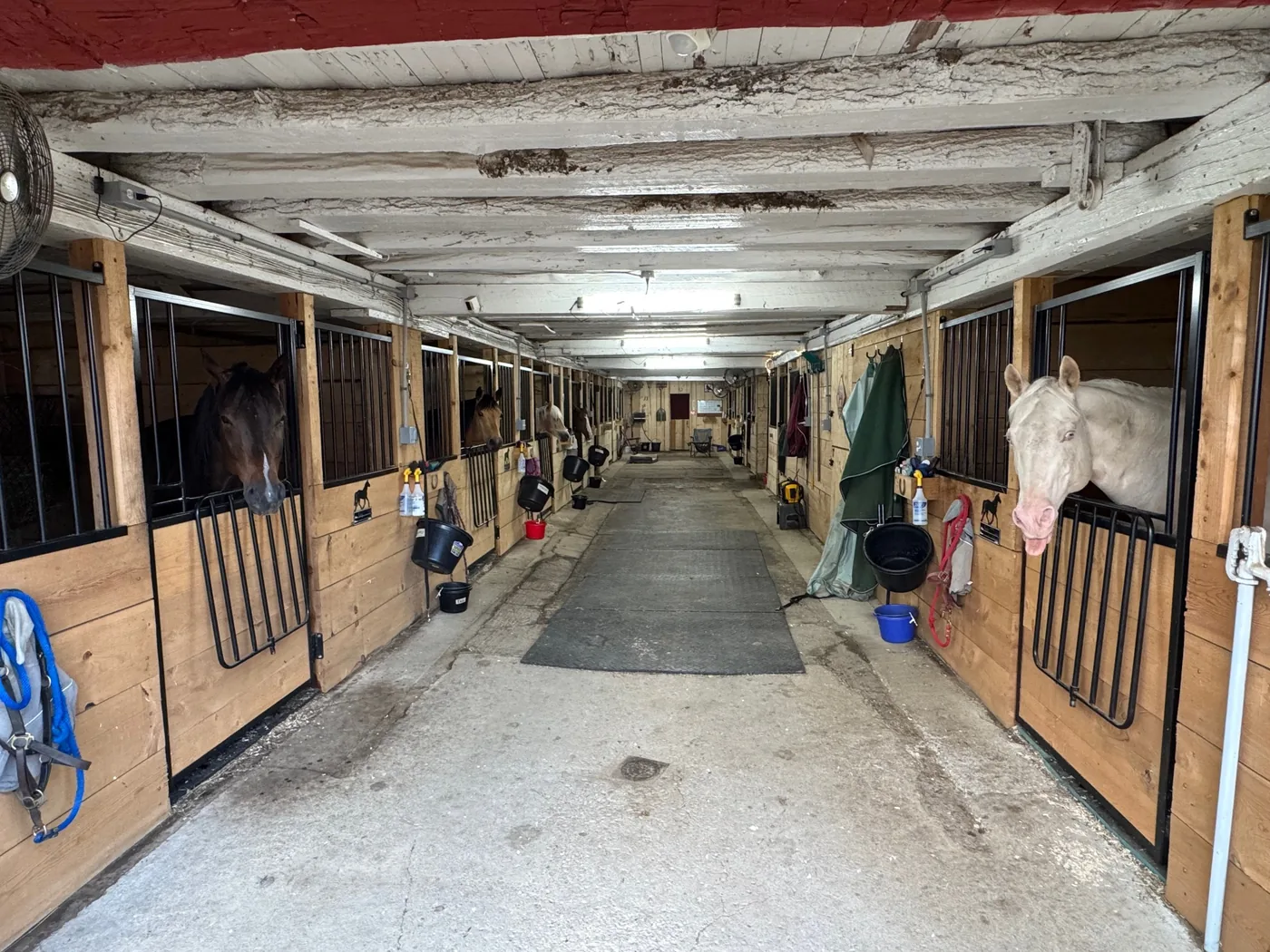 Easy Star Boarding barn aisle with horses in their stalls