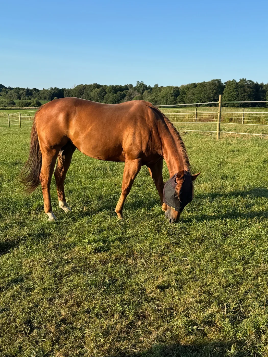 Horse grazing in green pasture at Easy Star Boarding