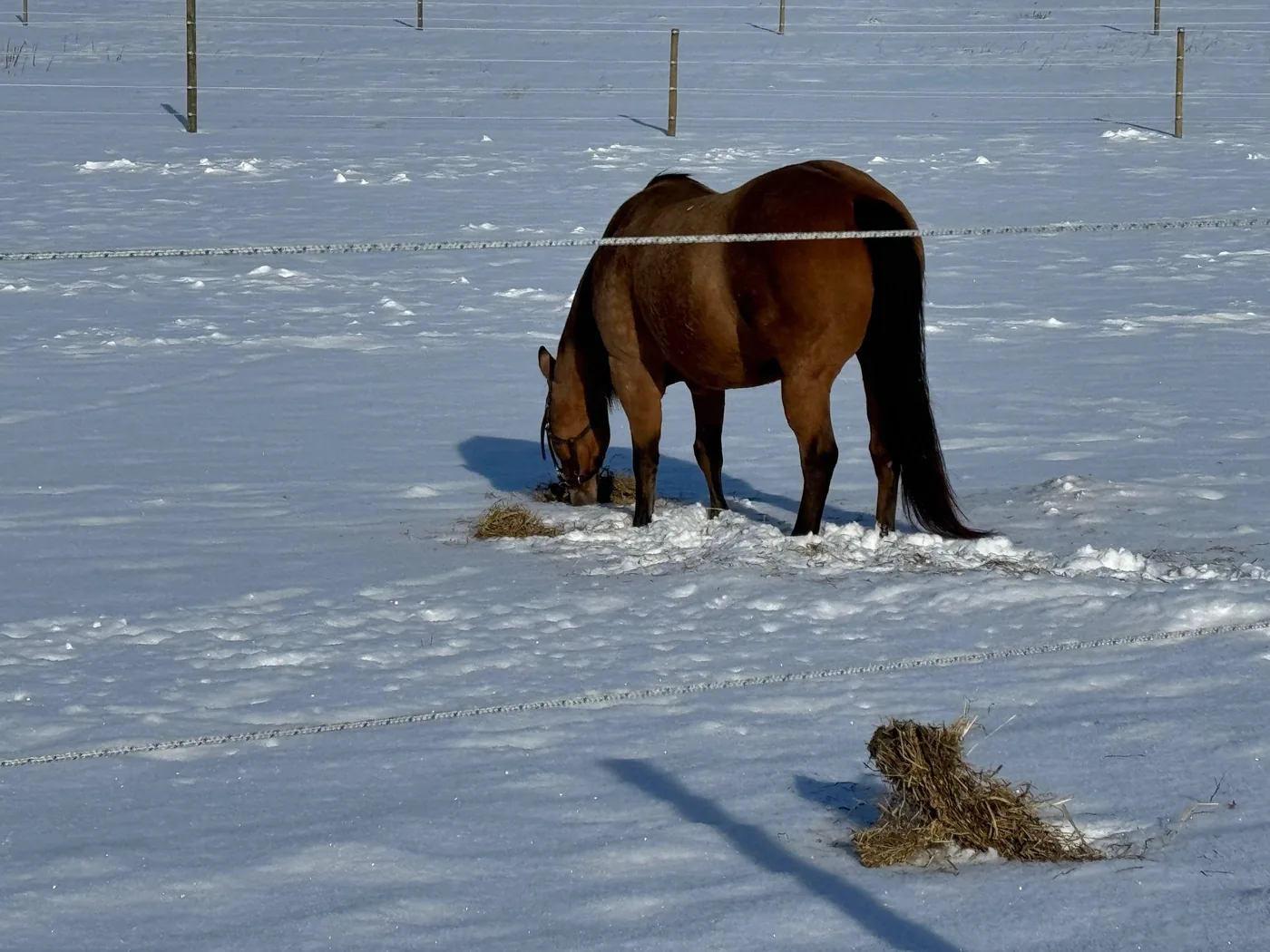 Horse enjoying winter turnout at Easy Star Boarding